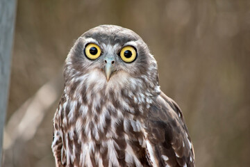 this is a close up of a barking owl always checking for preditors