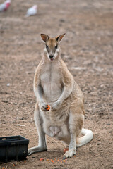 this is a large male agile wallaby