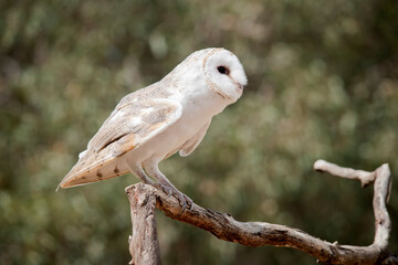 The barn owl is a medium-sized, pale-coloured owl with long wings and a short, squarish tail. It has a heart shaped face.