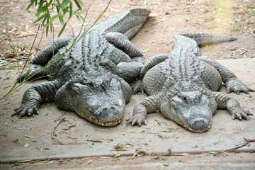 the two large alligator are resting at the waters edge
