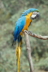 he blue-and-yellow macaw, also known as the blue-and-gold macaw, is a large South American parrot with mostly blue top parts and light orange underparts, with gradient hues of green on top of its head