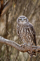 the barking owl is perched in a tree while shutting his eyes