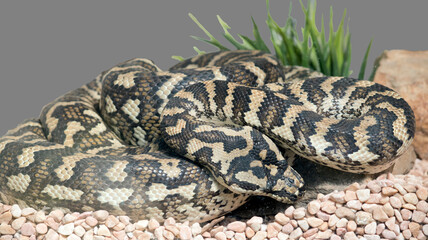 the carpet python are found all over Australia ususlly near water