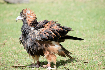 this is a side view of a black breasted buzzard fluffing his feathers to keep cool