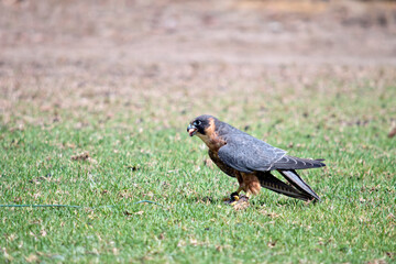 the Australian hobby falcon has caught a lore nd is now eating the food