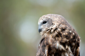 the boobook plumage, which is dark chocolate-brown above and rufous-brown below, heavily streaked and spotted with white