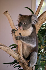 the koala is sitting in the fork of the tree