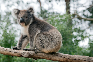 the koala is sitting on a tree branch © susan flashman
