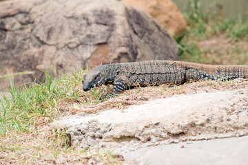 the lace lizard has a black face with a body of black and white spots