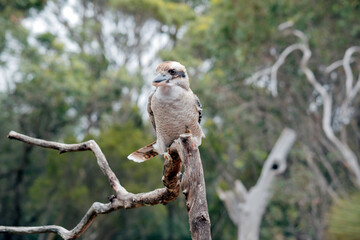 the laughing kookaburra is perched on a branch