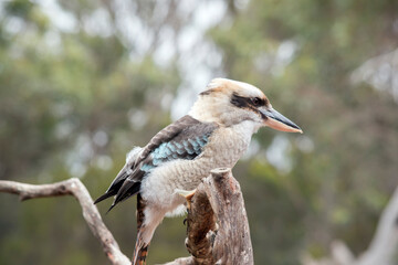 this is a side view of a laughing kookaburra