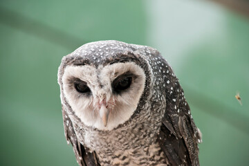 this is a close up of a lesser sooty owl
