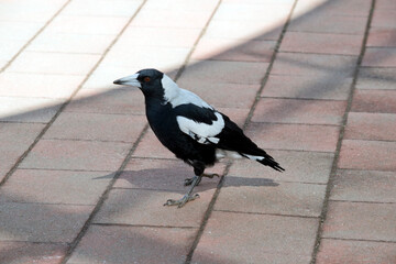 the magpie is a black and white bird with brown eyes