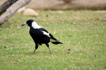the magpie is a black and white bird found all over Australia