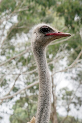 the ostrich has a long neck and a pink beak