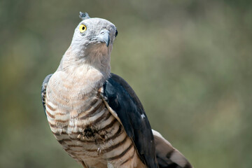 the pacific baza has piercing yellow eyes a grey head and neck, dark grey wings and a brown and white striped chest