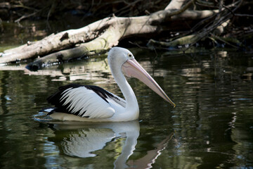 this is a side view of a pelican