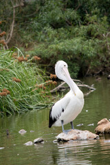 the pelican is preening his feathers
