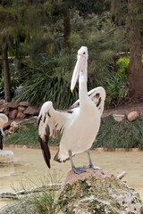 the Australian  pelican is a black and white sea bird