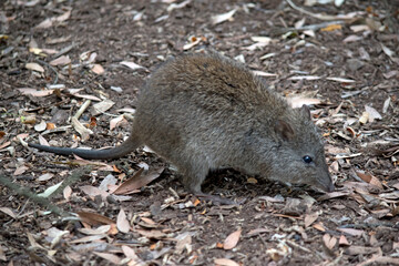 the long nosed potoroo looks similar to a rat