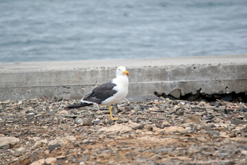 the pacific gull has a white body and head and grey wings