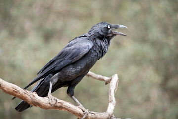 the raven is a black bird  perched on a tree branch
