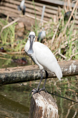 the royal spoonbill is perched on a log