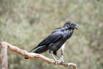 the raven ios a black bird on a perch