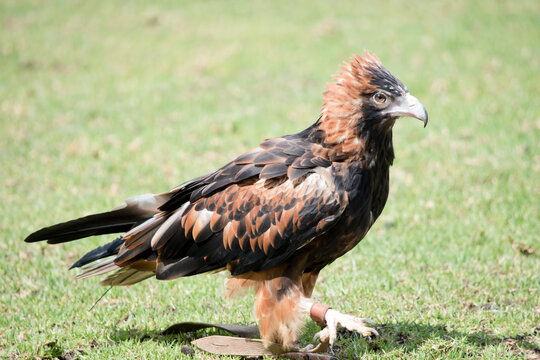 this is a side view of a black breasted buzzard walking on grass