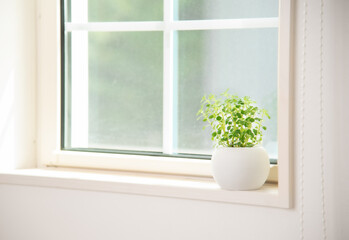 窓際に置いてある観葉植物