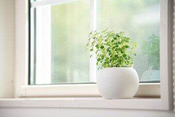 窓際に置いてある観葉植物