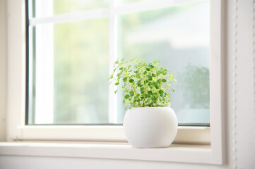 窓際に置いてある観葉植物