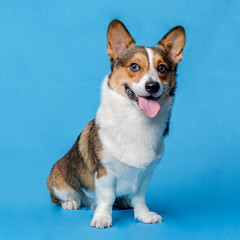 a male corgi pembroke welsh photoshoot pet photography studio isolated with blue background christmas theme dress and decoration