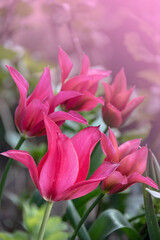 Fototapeta premium Pink tulip flowers bloom in springtime. Spring flower, natural background