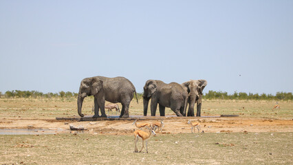Fototapeta premium African elephant in Etsoah National Park, namibia