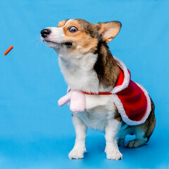 a male corgi pembroke welsh photoshoot pet photography studio isolated with blue background christmas theme dress and decoration