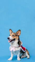 a male corgi pembroke welsh photoshoot pet photography studio isolated with blue background christmas theme dress and decoration