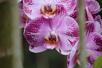 planta flor orquídea - orchidaceae
