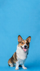 a male corgi pembroke welsh photoshoot pet photography studio isolated with blue background christmas theme dress and decoration
