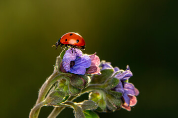 Fototapeta premium Beautiful ladybug on leaf defocused background
