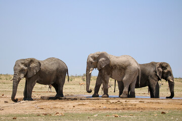 Fototapeta na wymiar African elephant in Etsoah National Park, namibia