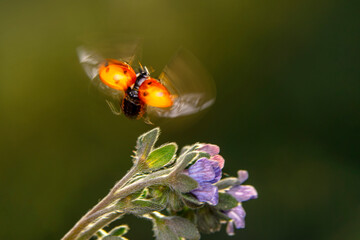 Beautiful ladybug on leaf defocused background