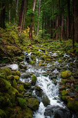 Obraz premium waterfall in olympic national park