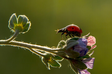 Beautiful ladybug on leaf defocused background © blackdiamond67