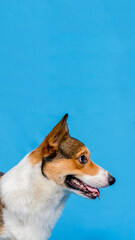 a male corgi pembroke welsh photoshoot pet photography studio isolated with blue background christmas theme dress and decoration