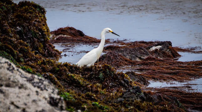 playas de huacho peru