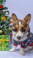 a male corgi pembroke welsh photoshoot pet photography studio isolated with grey background christmas theme dress and decoration