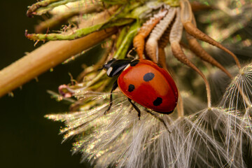 Beautiful ladybug on leaf defocused background