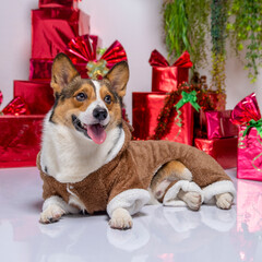 a male corgi pembroke welsh photoshoot pet photography studio background christmas theme dress and decoration