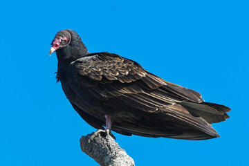 Turkey Vulture perched on a branch